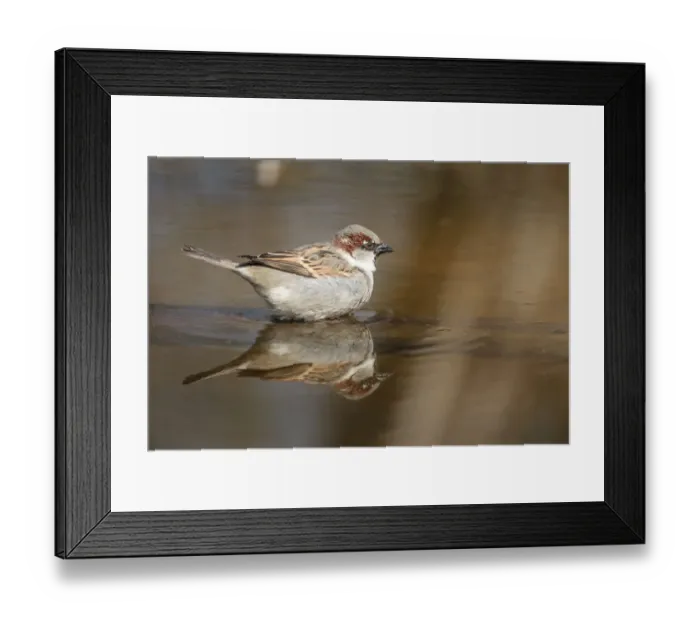 Framed Print : House Sparrow -Passer domesticus-, taking a bath, Limburg an der Lahn, Hesse, Germany, Europe Framed Print : House Sparrow -Passer domesticus-, taking a bath, Limburg an der Lahn, Hesse, Germany, Europe