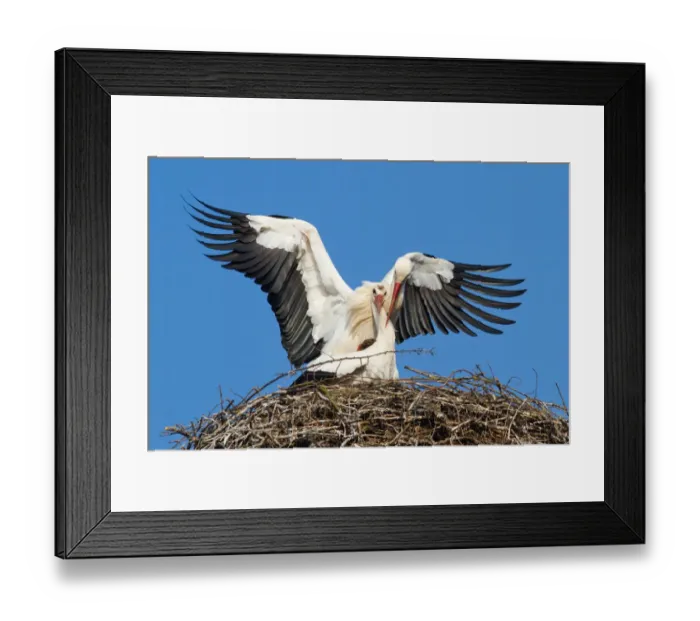 Framed Print : White Storks -Ciconia ciconia-, stork couple mating, North Hesse, Hesse, Germany Framed Print : White Storks -Ciconia ciconia-, stork couple mating, North Hesse, Hesse, Germany