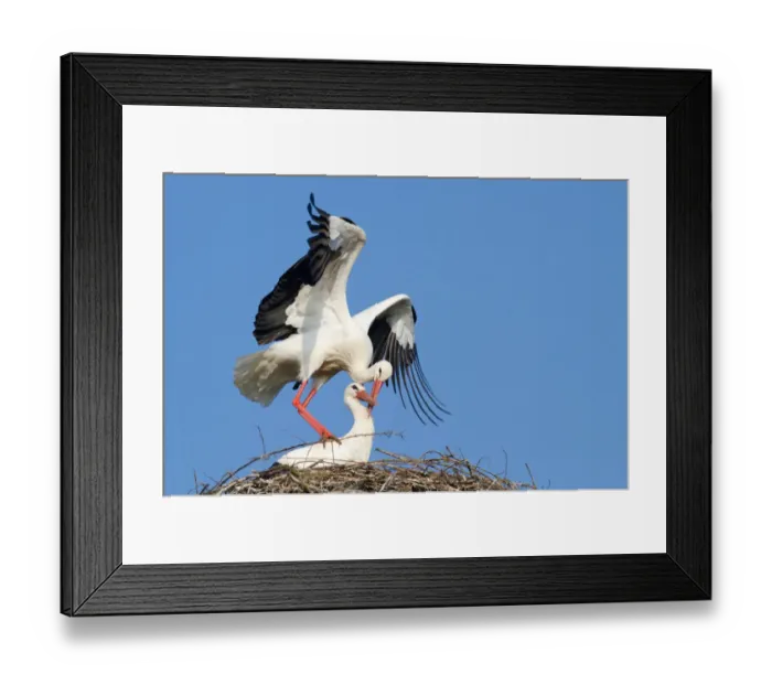 Framed Print : White Storks -Ciconia ciconia-, stork couple mating, North Hesse, Hesse, Germany