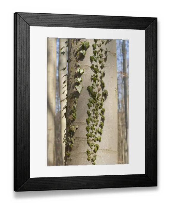Framed Print : Common Ivy -Hedera helix-, on a Common Beech or European Beech, Hainich National Park, Thuringia, Germany Framed Print : Common Ivy -Hedera helix-, on a Common Beech or European Beech, Hainich National Park, Thuringia, Germany