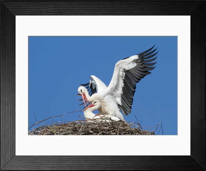 Framed Print : Two white storks -Ciconia ciconia-, mating in the nest, Hesse, Germany Framed Print : Two white storks -Ciconia ciconia-, mating in the nest, Hesse, Germany
