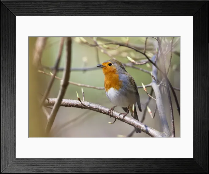 Framed Print : Robin -Erithacus rubecula-, singing perched on twig, Bavaria, Germany, Europe Framed Print : Robin -Erithacus rubecula-, singing perched on twig, Bavaria, Germany, Europe