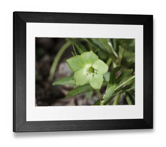 Framed Print : Green hellebore -Helleborus viridis-, rare, single flower, Niederalfingen, Baden-Wuerttemberg, Germany, Europe Framed Print : Green hellebore -Helleborus viridis-, rare, single flower, Niederalfingen, Baden-Wuerttemberg, Germany, Europe