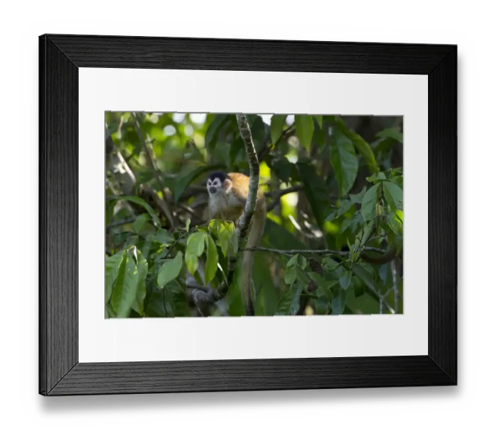 Framed Print : Central American Squirrel Monkey -Saimiri oerstedii-, Sierpe, Puntarenas Province, Costa Rica, Central America Framed Print : Central American Squirrel Monkey -Saimiri oerstedii-, Sierpe, Puntarenas Province, Costa Rica, Central America