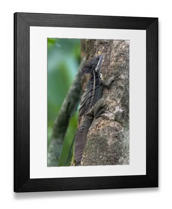Framed Print : Brown Basilisk or Striped Basilisk -Basiliscus vittatus-, Sierpe, Puntarenas Province, Costa Rica, Central America Framed Print : Brown Basilisk or Striped Basilisk -Basiliscus vittatus-, Sierpe, Puntarenas Province, Costa Rica, Central America