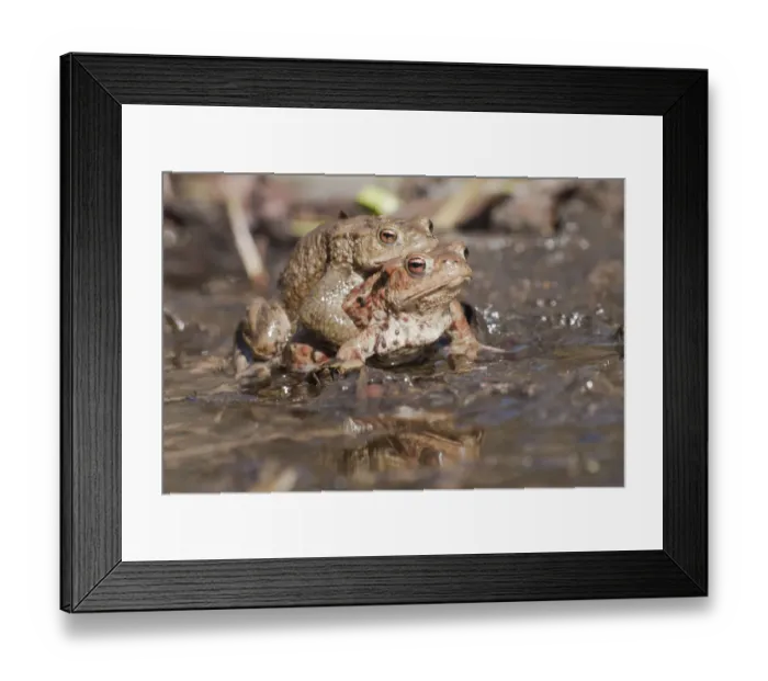 Framed Print : Common Toads -Bufo bufo-, pair in a pond, North Hesse, Hesse, Germany
