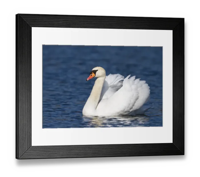 Framed Print : Mute Swan -Cygnus olor-, male, Upper Bavaria, Bavaria, Germany, Europe Framed Print : Mute Swan -Cygnus olor-, male, Upper Bavaria, Bavaria, Germany, Europe