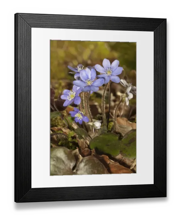 Framed Print : Common Hepatica, liverwort -Hepatica nobilis-, Untergroeningen, Baden-Wuerttemberg, Germany, Europe Framed Print : Common Hepatica, liverwort -Hepatica nobilis-, Untergroeningen, Baden-Wuerttemberg, Germany, Europe