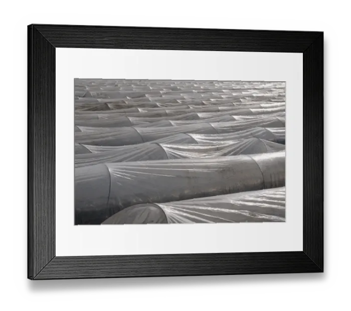Framed Print : Asparagus field covered with plastic sheets, polytunnel, Rhine-Main area, Germany, Europe Framed Print : Asparagus field covered with plastic sheets, polytunnel, Rhine-Main area, Germany, Europe