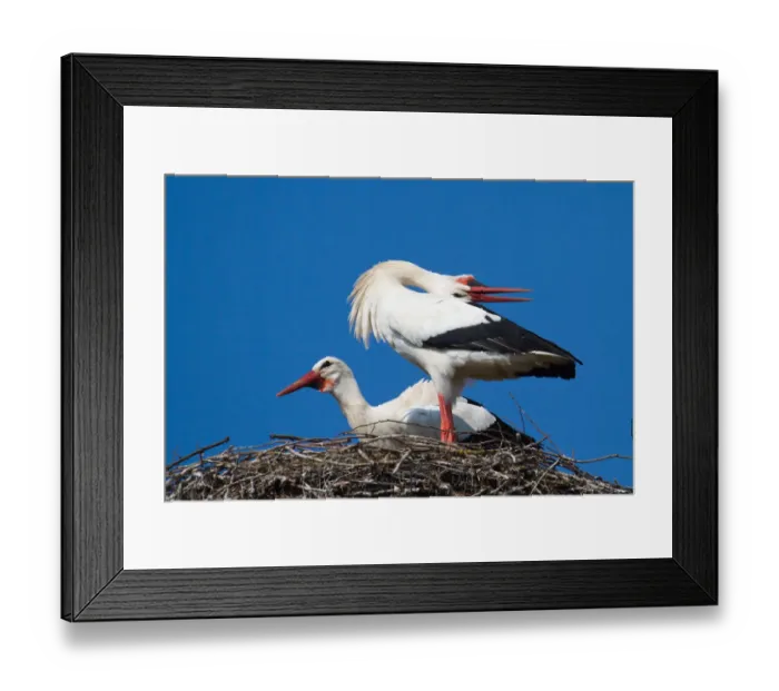 Framed Print : Welcoming scene of White Storks -Ciconia ciconia- on a nest, North Hesse, Hesse, Germany Framed Print : Welcoming scene of White Storks -Ciconia ciconia- on a nest, North Hesse, Hesse, Germany