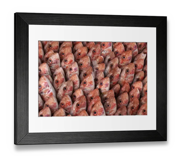 Framed Print : Fish on display in the market hall in Houmt Souk, Djerba, Tunisia Framed Print : Fish on display in the market hall in Houmt Souk, Djerba, Tunisia