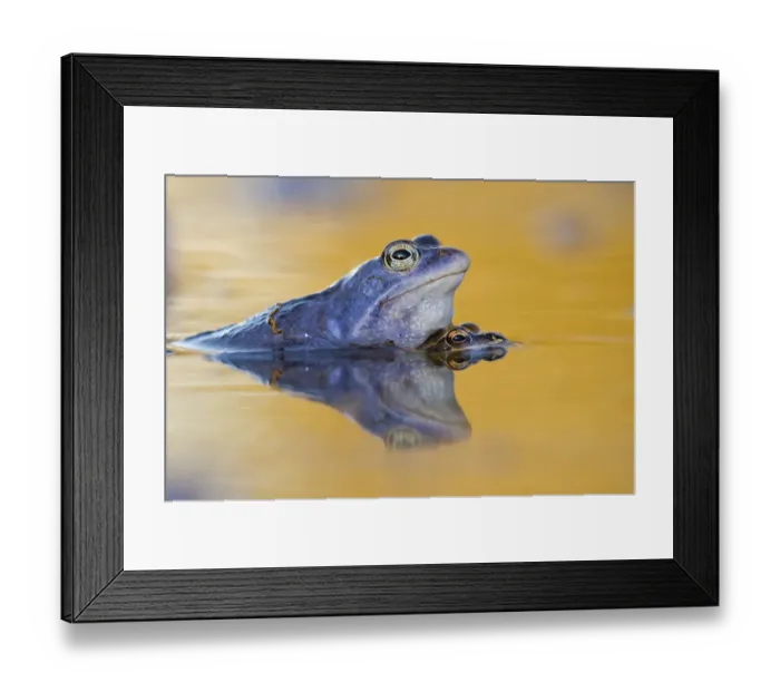 Framed Print : Moor Frogs -Rana arvalis-, mating, Middle Elbe, Saxony-Anhalt, Germany Framed Print : Moor Frogs -Rana arvalis-, mating, Middle Elbe, Saxony-Anhalt, Germany