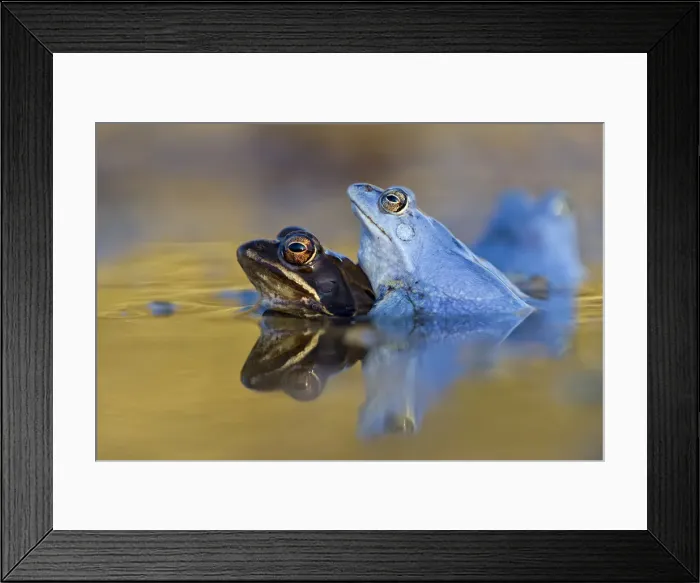 Framed Print : Moor Frogs -Rana arvalis-, mating, Middle Elbe, Saxony-Anhalt, Germany Framed Print : Moor Frogs -Rana arvalis-, mating, Middle Elbe, Saxony-Anhalt, Germany