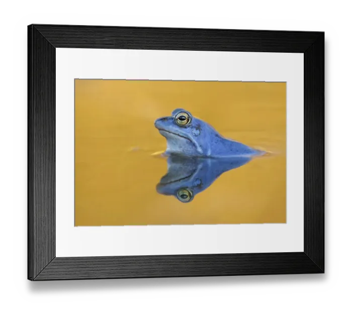 Framed Print : Moor Frog -Rana arvalis-, male, Mittelelbe, Saxony-Anhalt, Germany Framed Print : Moor Frog -Rana arvalis-, male, Mittelelbe, Saxony-Anhalt, Germany