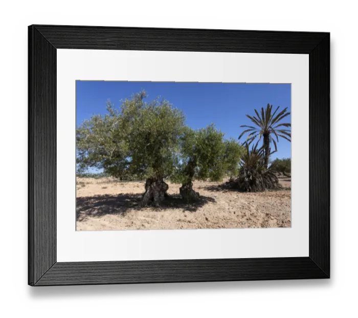 Framed Print : Ancient olive trees and date palm, Djerba, Tunisia Framed Print : Ancient olive trees and date palm, Djerba, Tunisia