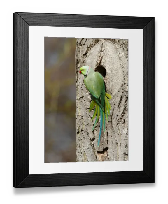 Framed Print : Rose-ringed Parakeet or Ring-necked Parakeet -Psittacula krameri- perched outside its tree hole in the palace park, Schlosspark Biebrich, Wiesbaden, Hesse, Germany, Europe Framed Print : Rose-ringed Parakeet or Ring-necked Parakeet -Psittacula krameri- perched outside its tree hole in the palace park, Schlosspark Biebrich, Wiesbaden, Hesse, Germany, Europe