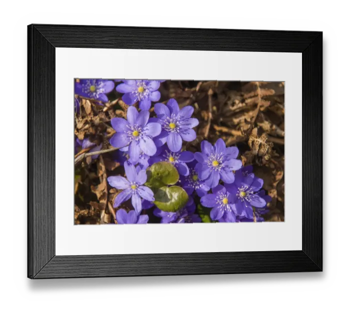 Framed Print : Noble Liverleaf -Hepatica nobilis-, Thuringia, Germany Framed Print : Noble Liverleaf -Hepatica nobilis-, Thuringia, Germany