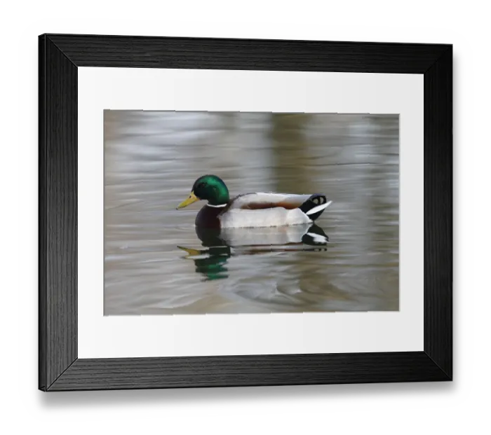 Framed Print : Mallard -Anas platyrhynchos-, drake in breeding plumage, swimming in a pond, Germany, Europe Framed Print : Mallard -Anas platyrhynchos-, drake in breeding plumage, swimming in a pond, Germany, Europe