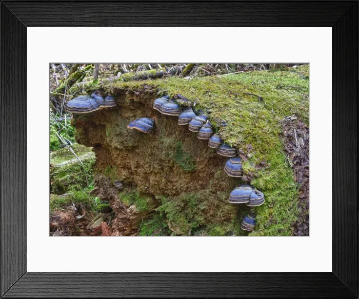 Framed Print : Red banded polypore -Fomitopsis pinicola- on a tree trunk, protective forest, near Steinhausen, Baden-Wuerttemberg, Germany, Europe Framed Print : Red banded polypore -Fomitopsis pinicola- on a tree trunk, protective forest, near Steinhausen, Baden-Wuerttemberg, Germany, Europe