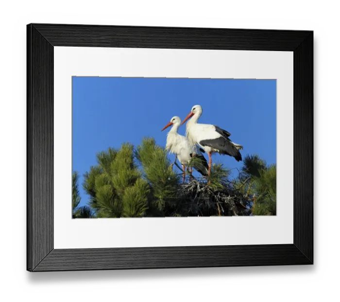 Framed Print : White Storks -Ciconia ciconia- sitting on a nest, Muri, Switzerland, Europe Framed Print : White Storks -Ciconia ciconia- sitting on a nest, Muri, Switzerland, Europe