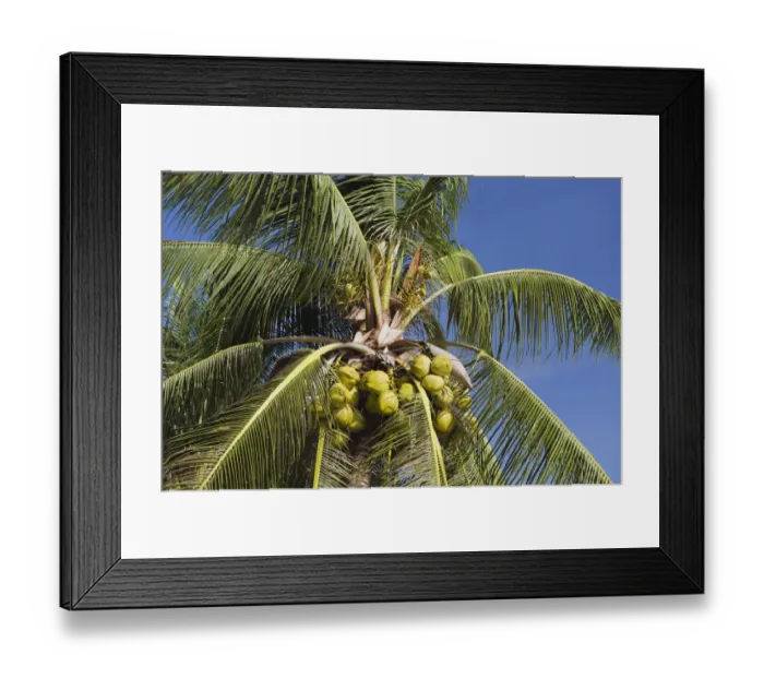 Framed Print : Coconuts on a coconut palm -Cocos nucifera-, Mae Nam Beach, Ko Samui, Thailand Framed Print : Coconuts on a coconut palm -Cocos nucifera-, Mae Nam Beach, Ko Samui, Thailand