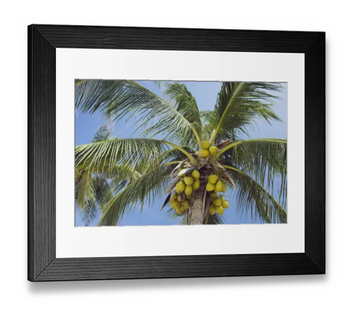 Framed Print : Coconuts on a Coconut Palm -Cocos nucifera-, Chaweng Beach, Ko Samui, Thailand Framed Print : Coconuts on a Coconut Palm -Cocos nucifera-, Chaweng Beach, Ko Samui, Thailand