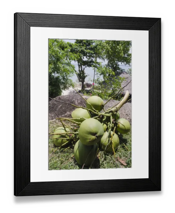 Framed Print : Bunch of coconuts, Lamai Beach, Ko Samui, Thailand Framed Print : Bunch of coconuts, Lamai Beach, Ko Samui, Thailand
