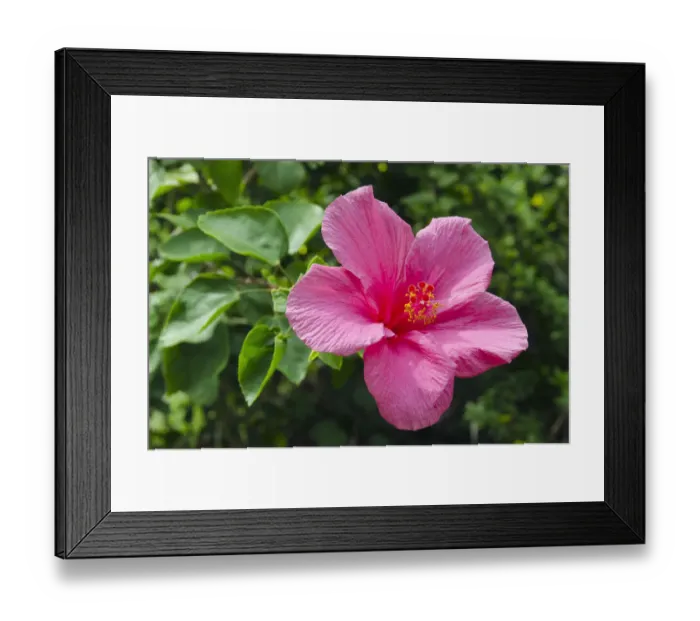 Framed Print : Red Hibiscus flower -Hibiscus-, Ko Samui, Thailand Framed Print : Red Hibiscus flower -Hibiscus-, Ko Samui, Thailand