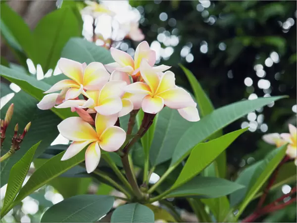 Frangipani flowers -Plumeria-, Ko Samui, Thailand