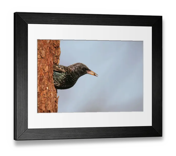 Framed Print : Starling -Sturnus vulgaris- leaving its nesting hole in a Norway spruce -Picea abies-, Allgaeu, Bavaria, Germany, Europe Framed Print : Starling -Sturnus vulgaris- leaving its nesting hole in a Norway spruce -Picea abies-, Allgaeu, Bavaria, Germany, Europe