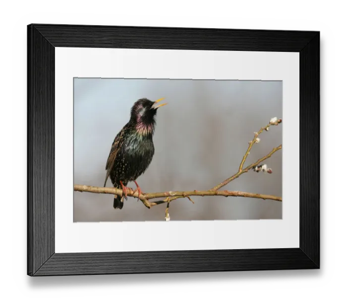 Framed Print : Starling -Sturnus vulgaris-, displaying courtship, singing, Allgaeu, Bavaria, Germany, Europe