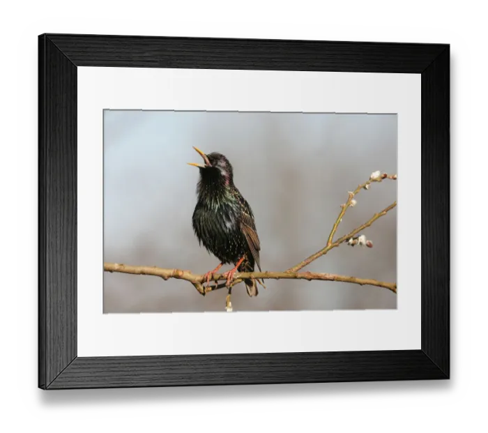 Framed Print : Starling -Sturnus vulgaris-, displaying courtship, singing, Allgaeu, Bavaria, Germany, Europe