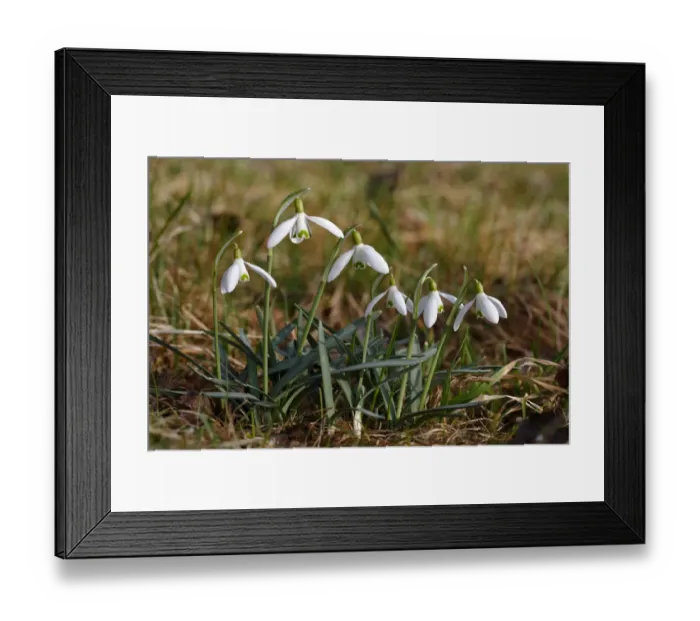 Framed Print : Snowdrops -Galanthus nivalis-, Germany, Europe Framed Print : Snowdrops -Galanthus nivalis-, Germany, Europe