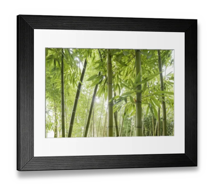 Framed Print : Bamboo -Bambus fargesia- grove, near Bad Krozingen, Baden-Wuerttemberg, Germany Framed Print : Bamboo -Bambus fargesia- grove, near Bad Krozingen, Baden-Wuerttemberg, Germany