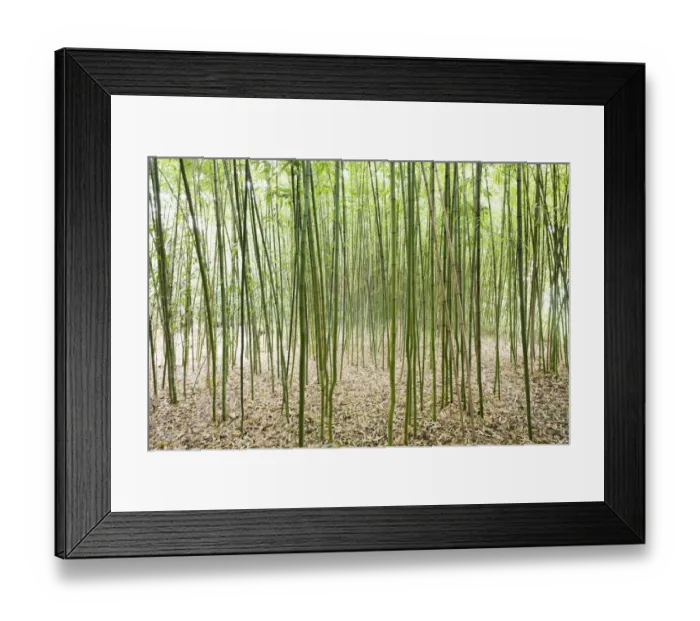 Framed Print : Bamboo -Bambus fargesia- grove, near Bad Krozingen, Baden-Wuerttemberg, Germany Framed Print : Bamboo -Bambus fargesia- grove, near Bad Krozingen, Baden-Wuerttemberg, Germany