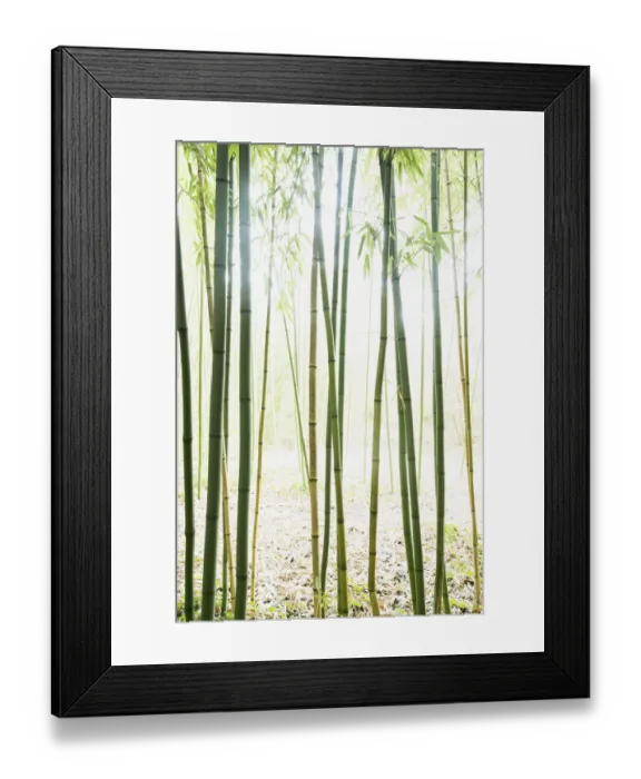 Framed Print : Bamboo -Bambus fargesia- grove, near Bad Krozingen, Baden-Wuerttemberg, Germany Framed Print : Bamboo -Bambus fargesia- grove, near Bad Krozingen, Baden-Wuerttemberg, Germany