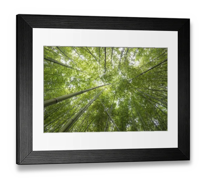 Framed Print : Bamboo -Bambus fargesia- grove, near Bad Krozingen, Baden-Wuerttemberg, Germany Framed Print : Bamboo -Bambus fargesia- grove, near Bad Krozingen, Baden-Wuerttemberg, Germany