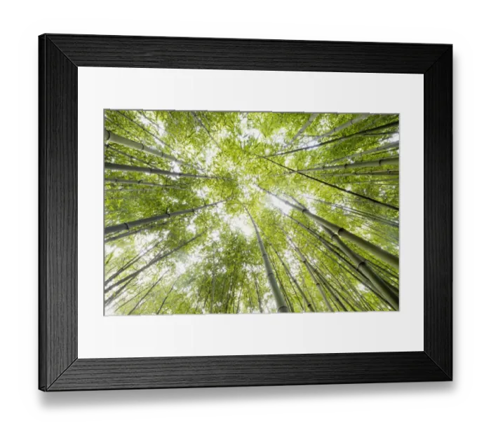 Framed Print : Bamboo -Bambus fargesia- grove, near Bad Krozingen, Baden-Wuerttemberg, Germany Framed Print : Bamboo -Bambus fargesia- grove, near Bad Krozingen, Baden-Wuerttemberg, Germany