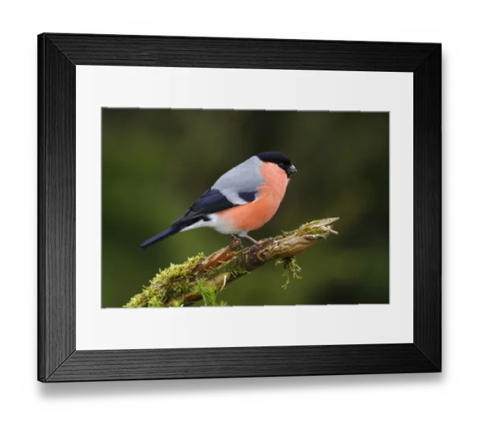 Framed Print : Bullfinch -Pyrrhula pyrrhula-, male perchd on a branch, Germany, Europe