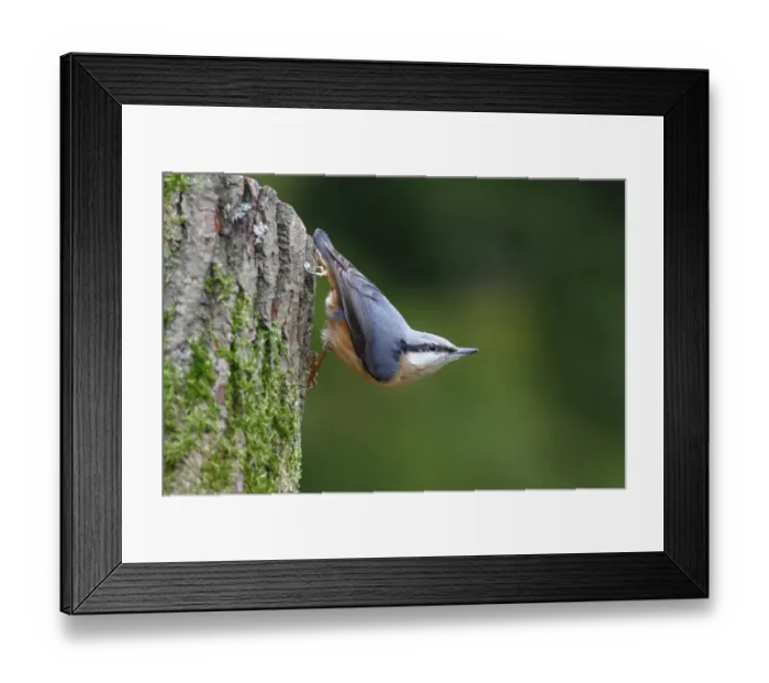 Framed Print : Nuthatch -Sitta europaea- hanging upside down from a tree trunk, Germany, Europe Framed Print : Nuthatch -Sitta europaea- hanging upside down from a tree trunk, Germany, Europe