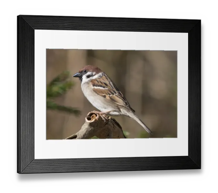 Framed Print : Tree Sparrow -Passer montanus-, Untergroeningen, Baden-Wuerttemberg, Germany, Europe Framed Print : Tree Sparrow -Passer montanus-, Untergroeningen, Baden-Wuerttemberg, Germany, Europe