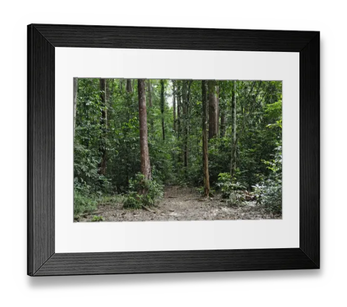 Framed Print : Amazon rainforest, Belem, state of Para, Brazil, South America Framed Print : Amazon rainforest, Belem, state of Para, Brazil, South America