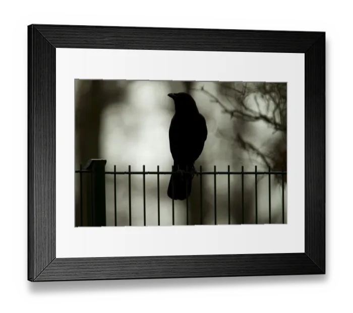 Framed Print : Carrion Crow -Corvus corone-, Bergisches Land region, North Rhine-Westphalia, Germany, Europe Framed Print : Carrion Crow -Corvus corone-, Bergisches Land region, North Rhine-Westphalia, Germany, Europe