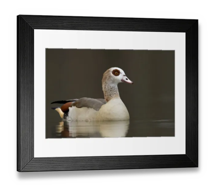 Framed Print : Egyptian Goose -Alopochen aegyptiacus-, Bergisches Land region, North Rhine-Westphalia, Germany, Europe Framed Print : Egyptian Goose -Alopochen aegyptiacus-, Bergisches Land region, North Rhine-Westphalia, Germany, Europe