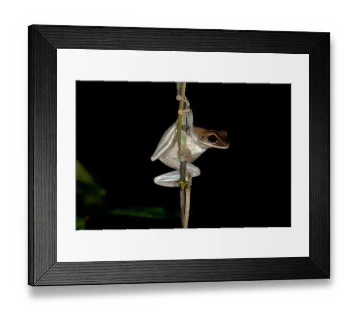 Framed Print : Treefrog -Osteocephalus sp. -, Tiputini rain forest, Yasuni National Park, Ecuador, South America