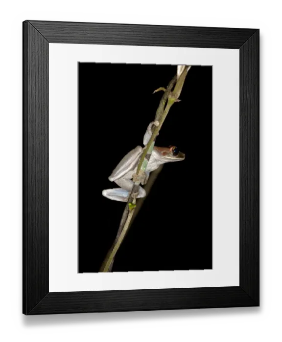 Framed Print : Treefrog -Osteocephalus sp. -, Tiputini rain forest, Yasuni National Park, Ecuador, South America Framed Print : Treefrog -Osteocephalus sp. -, Tiputini rain forest, Yasuni National Park, Ecuador, South America