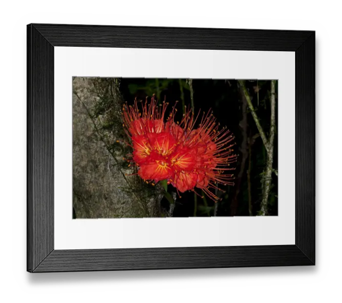 Framed Print : Panama Flame Tree or Rose of Venezuela -Brownea macrophylla-, Tiputini rain forest, Yasuni National Park, Ecuador, South America Framed Print : Panama Flame Tree or Rose of Venezuela -Brownea macrophylla-, Tiputini rain forest, Yasuni National Park, Ecuador, South America