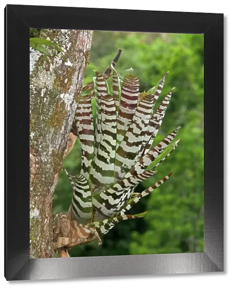 Bromeliad -Aechmea zebrina-, native to Ecuador, Tiputini rain forest, Yasuni National Park, Ecuador, South America