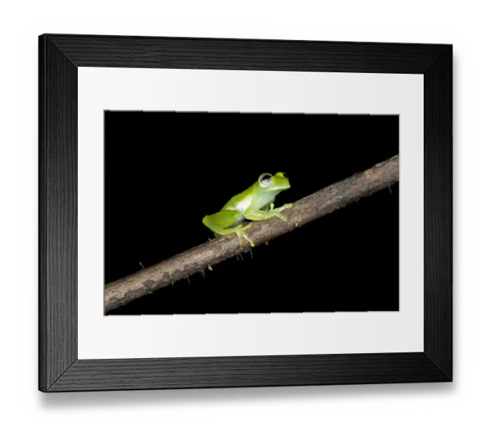 Framed Print : Glas frog -Cochranella midas-, sitting on a branch, Tiputini rain forest, Yasuni National Park, Ecuador, South America