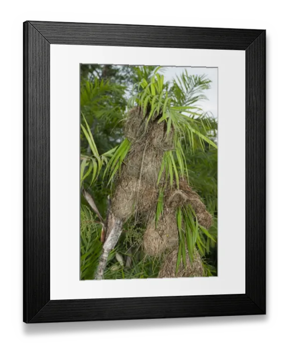 Framed Print : Woven basket nests of Montezuma Oropendola -Psarocolius montezuma-, Yasuni National Park, Ecuador, South America Framed Print : Woven basket nests of Montezuma Oropendola -Psarocolius montezuma-, Yasuni National Park, Ecuador, South America